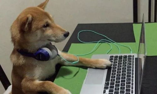 那只曾經喜歡看電視的柴犬,如今沒了電視癮,反倒成了 狗保姆